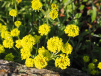 /album/fotogalerie-nabidka/eriogonum-jamesii1-jpg/